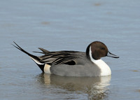Pintail Anas acuta