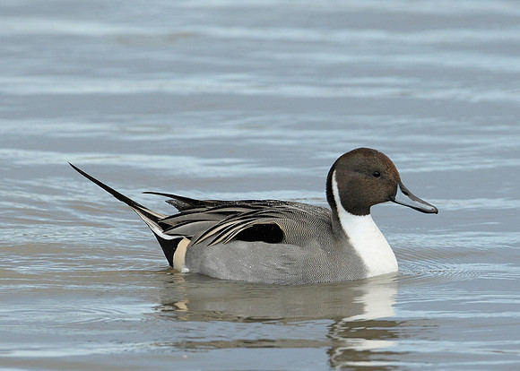 Pintail Anas acuta