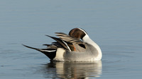 Pintail Anas acuta