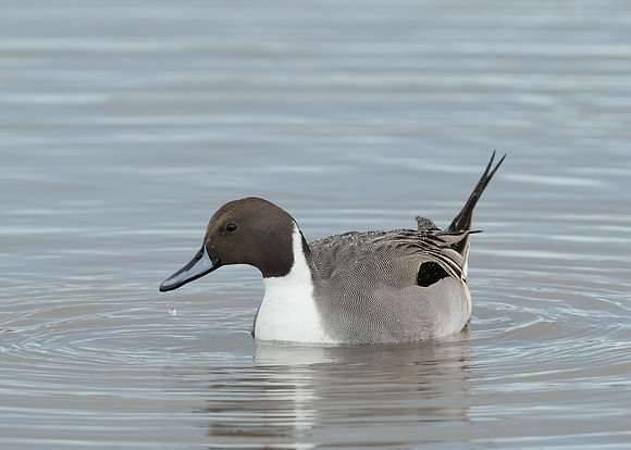 Pintail Anas acuta