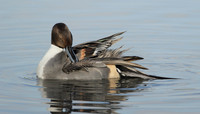 Pintail Anas acuta