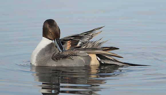 Pintail Anas acuta
