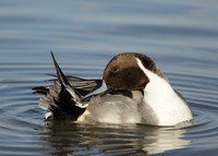Pintail Anas acuta