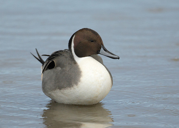 Pintail Anas acuta