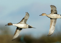 Pintail Anas acuta