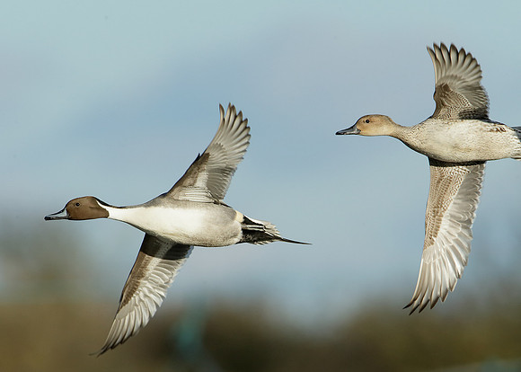 Pintail Anas acuta