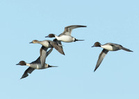 Pintail Anas acuta