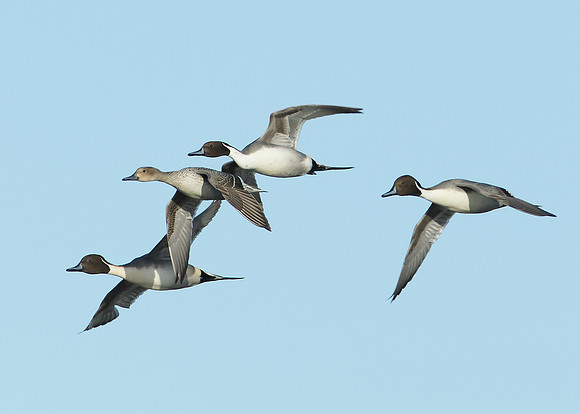 Pintail Anas acuta