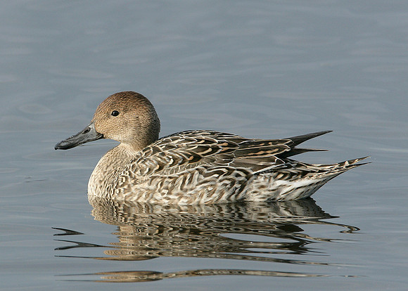 Pintail Anas acuta