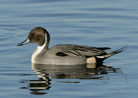 Pintail Anas acuta