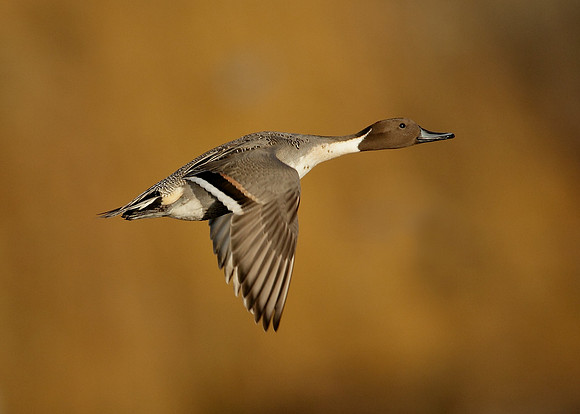 Pintail Anas acuta