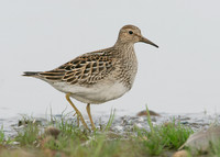 Pectoral Sandpiper Calidris melanotos