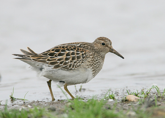 Pectoral Sandpiper Calidris melanotos