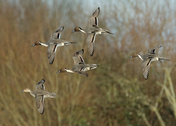 Pintail Anas acuta
