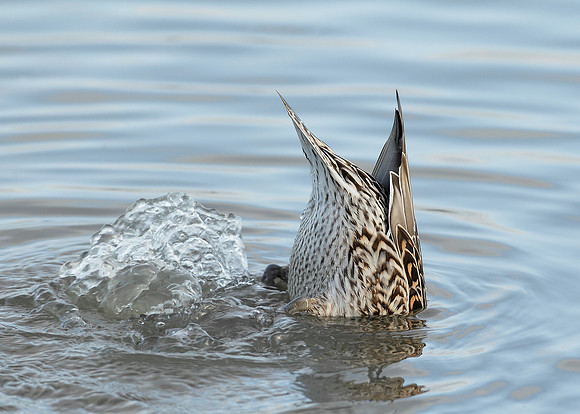 Pintail Anas acuta
