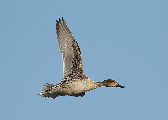 Pintail Anas acuta