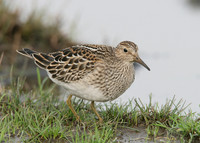 Pectoral Sandpiper Calidris melanotos