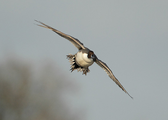 Pintail Anas acuta