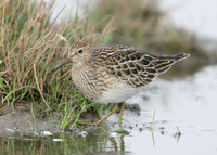 Pectoral Sandpiper Calidris melanotos