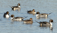 Pintail Anas acuta