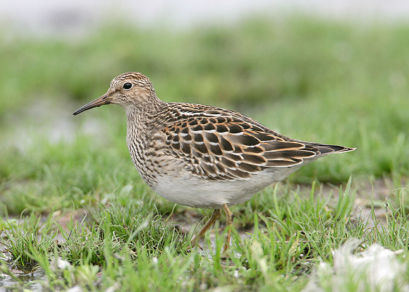Pectoral Sandpiper Calidris melanotos