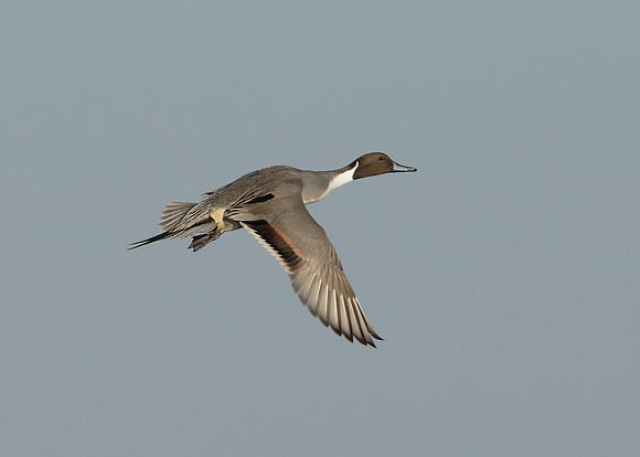 Pintail Anas acuta