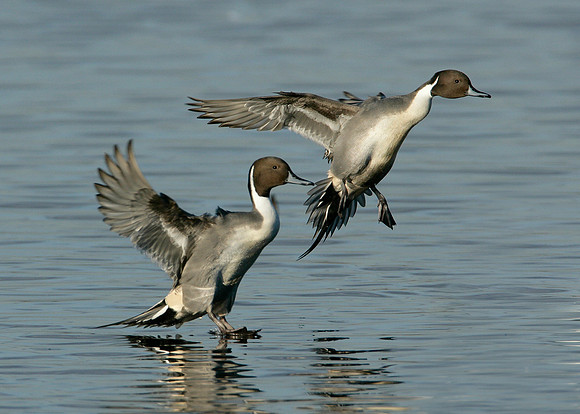 Pintail Anas acuta
