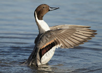 Pintail Anas acuta