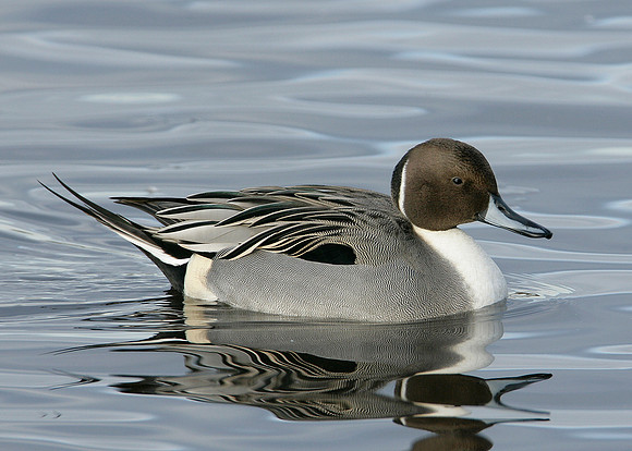 Pintail Anas acuta