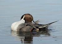 Pintail Anas acuta