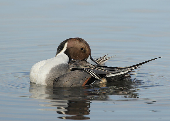 Pintail Anas acuta