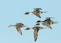 Pintail Anas acuta