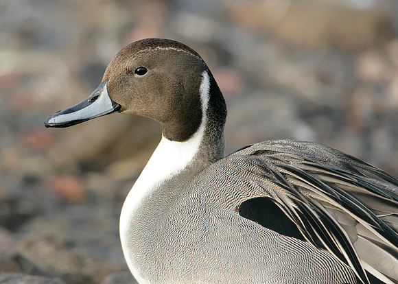 Pintail Anas acuta