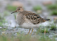 Pectoral Sandpiper  Ibstock, Leics Oct 2005