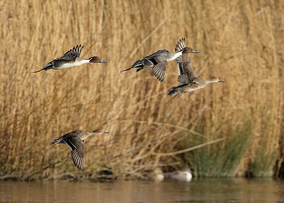 Pintail Anas acuta