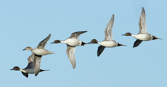 Pintail Anas acuta