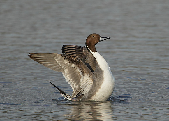 Pintail Anas acuta