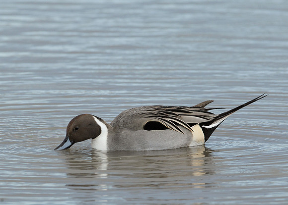 Pintail Anas acuta