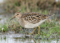 Pectoral Sandpiper Calidris melanotos