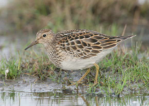 Pectoral Sandpiper Calidris melanotos
