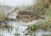 Pectoral Sandpiper Calidris melanotos