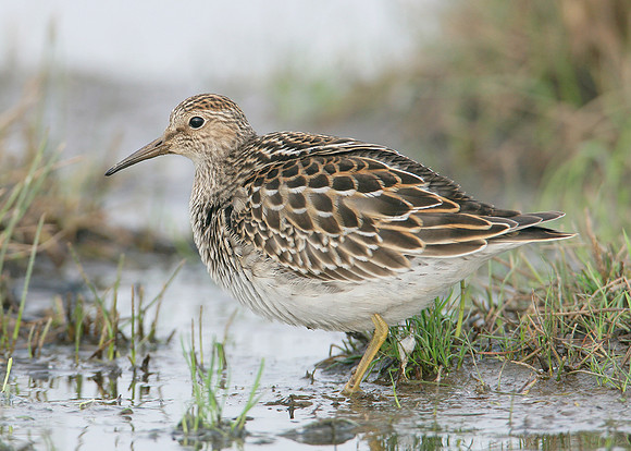 Pectoral Sandpiper Calidris melanotos