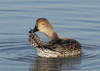Pintail Anas acuta