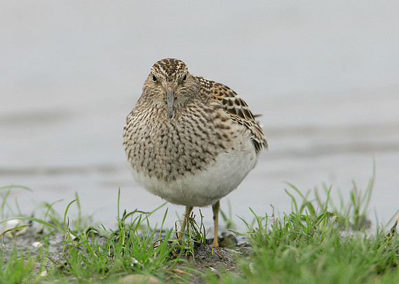 Pectoral Sandpiper Calidris melanotos