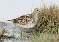 Pectoral Sandpiper Calidris melanotos