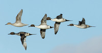 Pintail Anas acuta