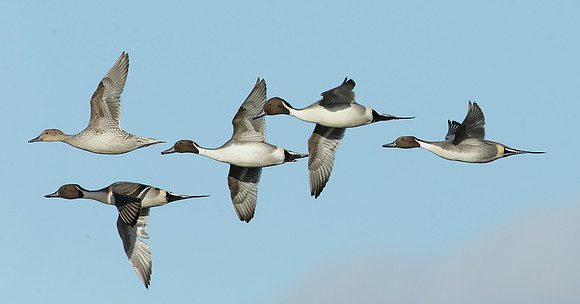 Pintail Anas acuta
