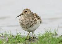 Pectoral Sandpiper Calidris melanotos