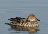 Pintail Anas acuta
