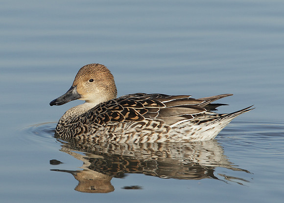 Pintail Anas acuta